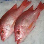 Frozen Red Fish