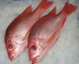 frozen red fish