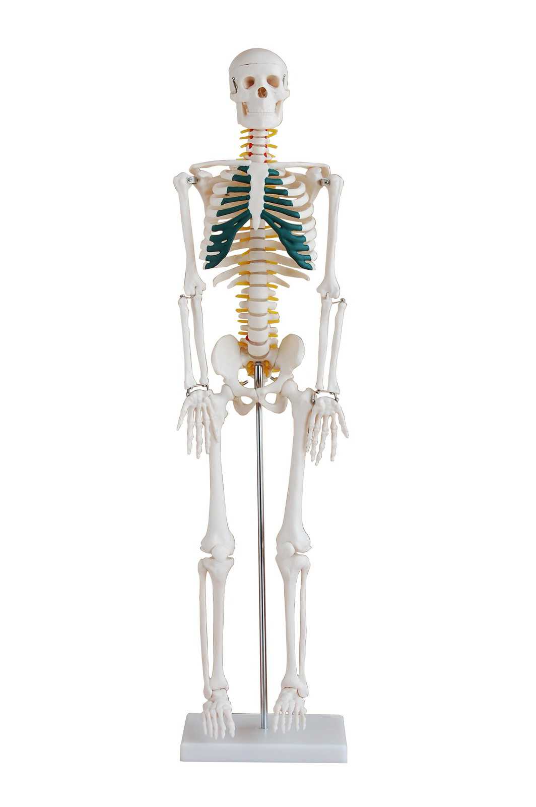 Anatomy full body skeleton with nerve(85cm)