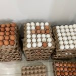 Unsorted Eggs