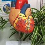 Anatomy Heart Model