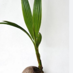 Dwarf And Hybrid Coconut Seedlings