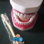 Anatomy Dental Teeth (32 Teeth)