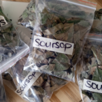 Soursop Leaves