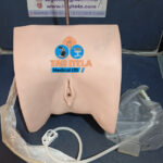 Catheterization Manikin (Female)